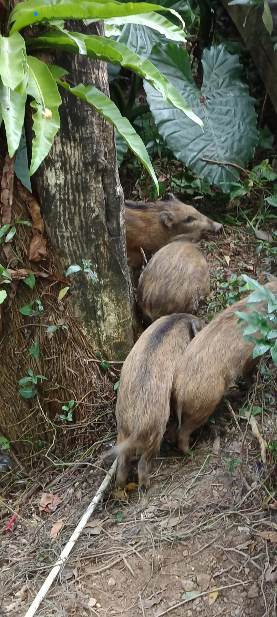 深圳梧桐山偶遇二师兄了，有4只小野猪，非常活泼好动，不少游人扔面包，零食，它们来