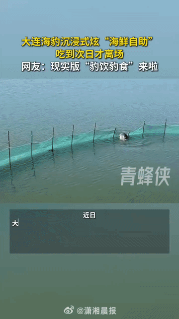 大连，一只斑海豹，竟然趁着上水偷偷溜进了一处海参和基围虾养殖圈，面对满池子的“山