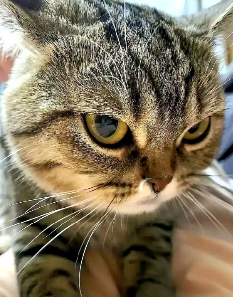 到底该不该告诉邻居，这猫其实有主儿呢？
