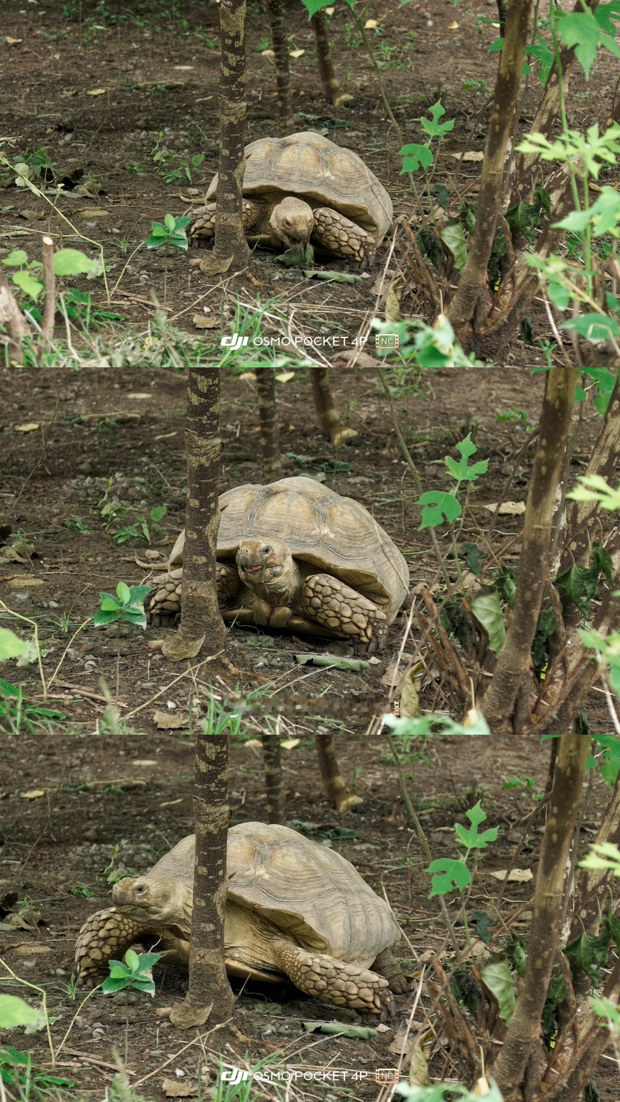 萌萌哒小笨猪看动物苏卡达象龟不是喜欢干旱吗？不是不喜欢潮湿吗？也不知道人家怎么