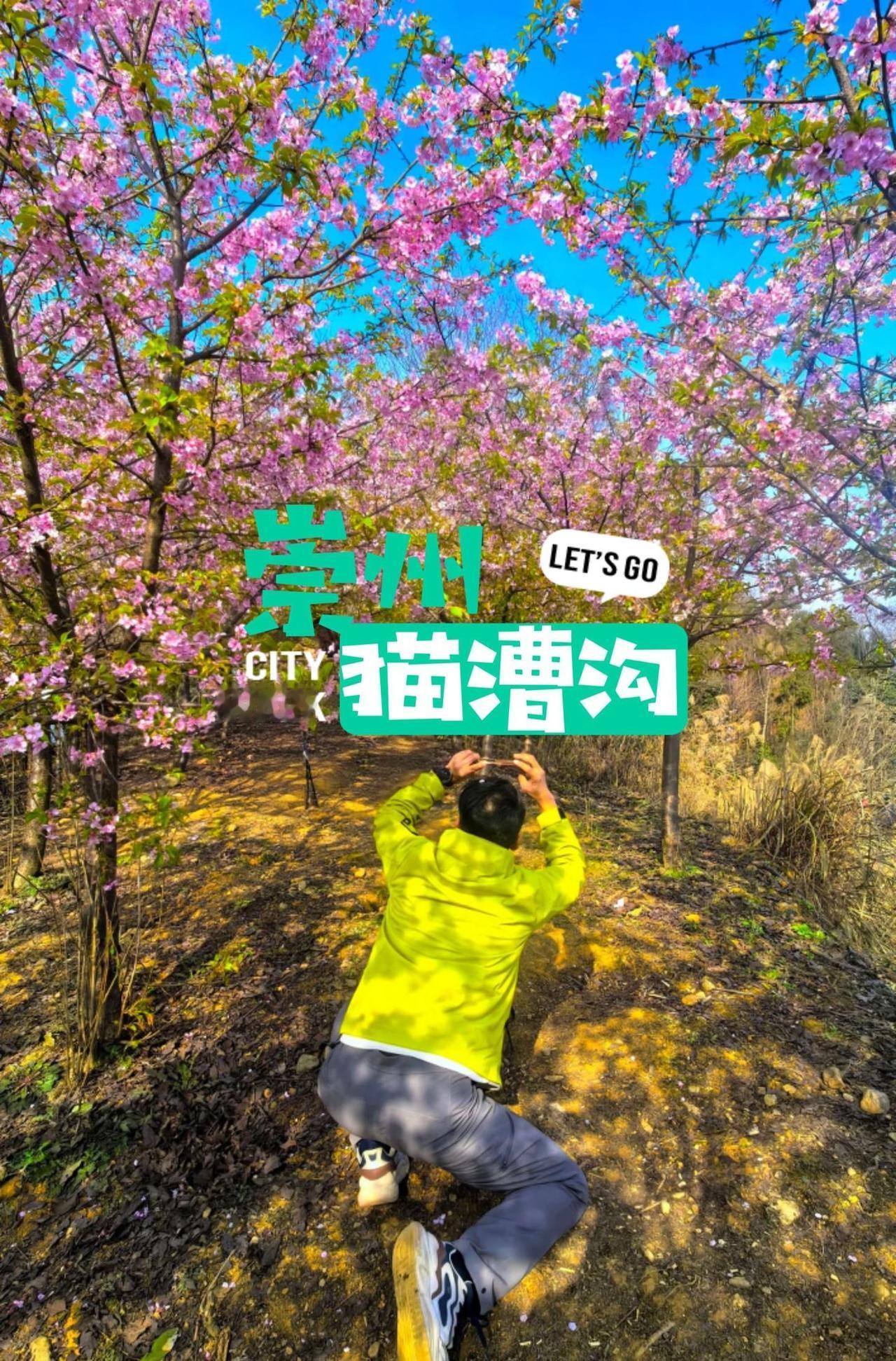 2.1实拍🌸人少免费樱花开爆啦，成都1.5h每周一山⛰️NO6️⃣4️⃣，崇