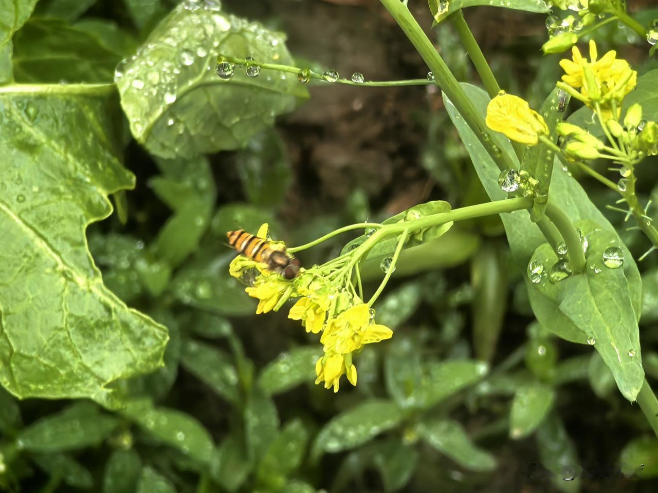 抱茎苦荬菜，也称苦菜花。