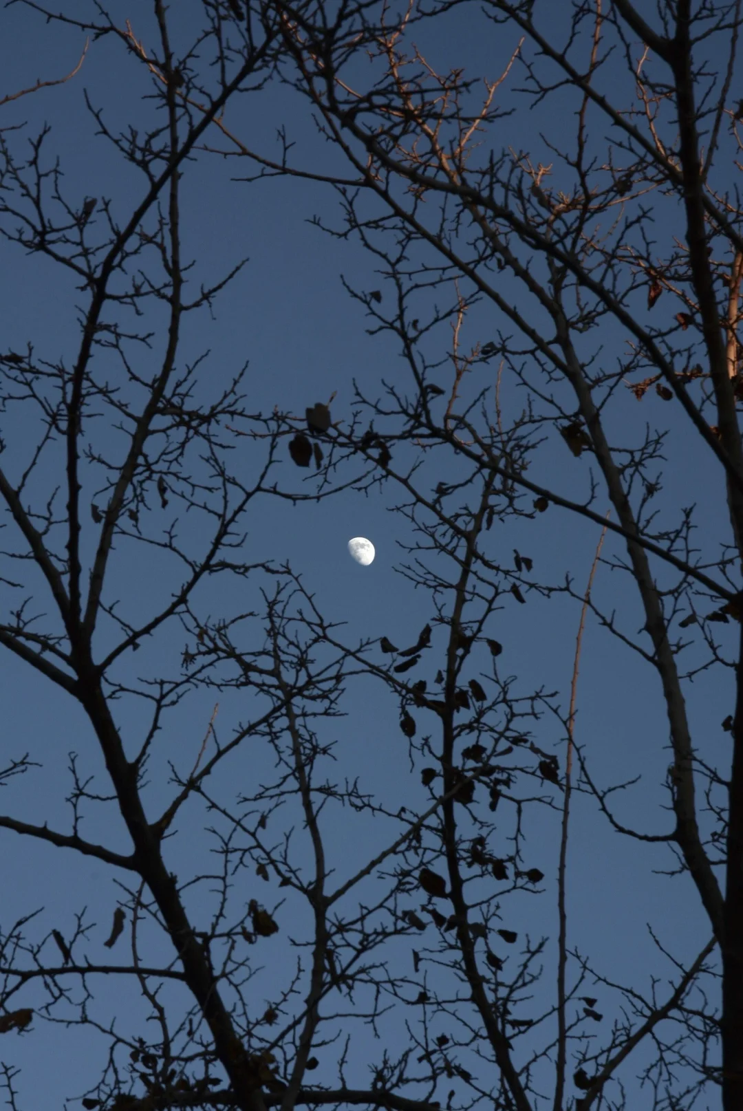 可以交换一张你拍到的🌙月亮吗