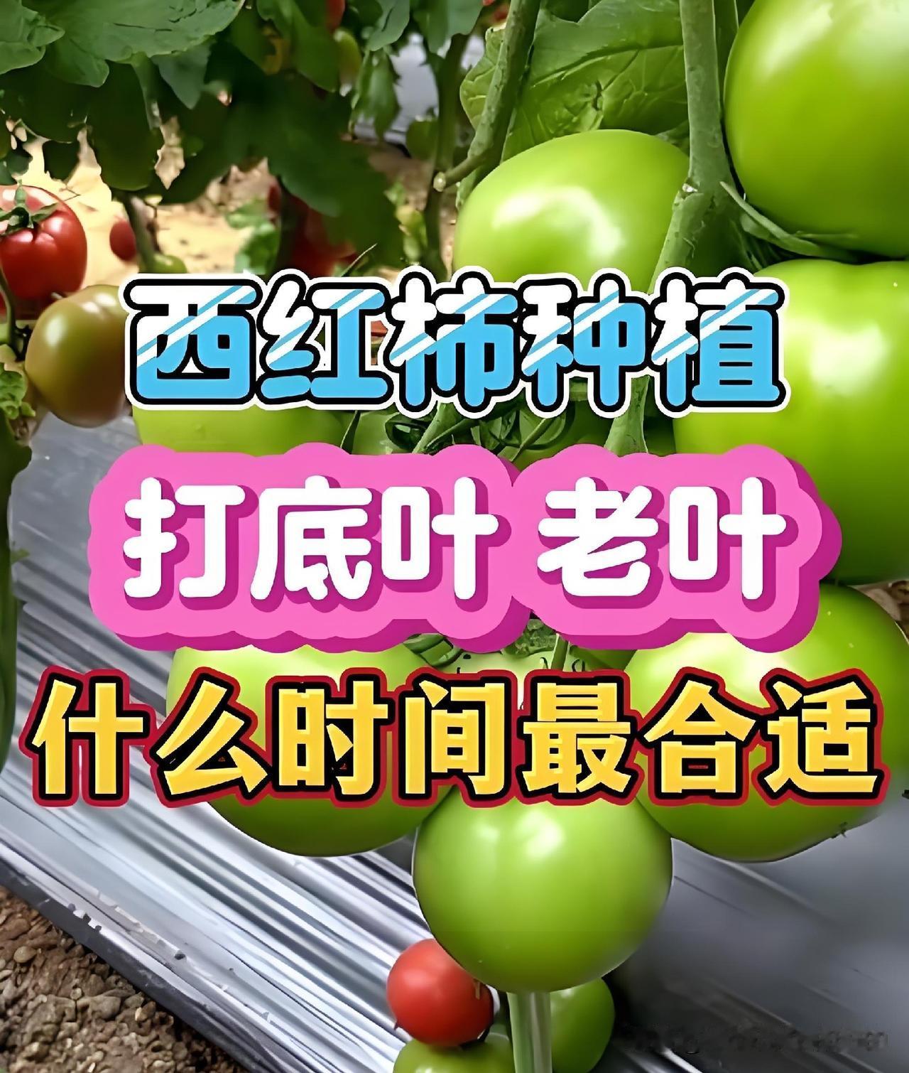 为博流量胡说八道！种番茄这三件事千万别再照做真的看不下去，现在太多种菜博主为