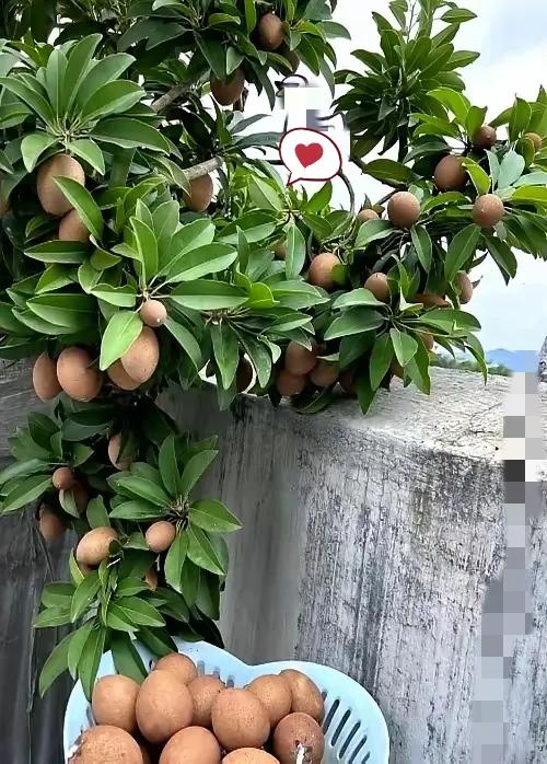 果园惊现“怪果树”？别愁！这可是藏着惊喜的“老朋友”果园里冒棵“怪树”，