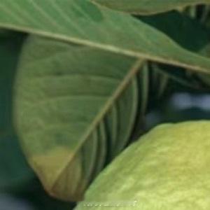 种植番石榴种植：1．选苗：选择粗壮、底子好的树苗，这样的树苗抗病能力强，挂果率