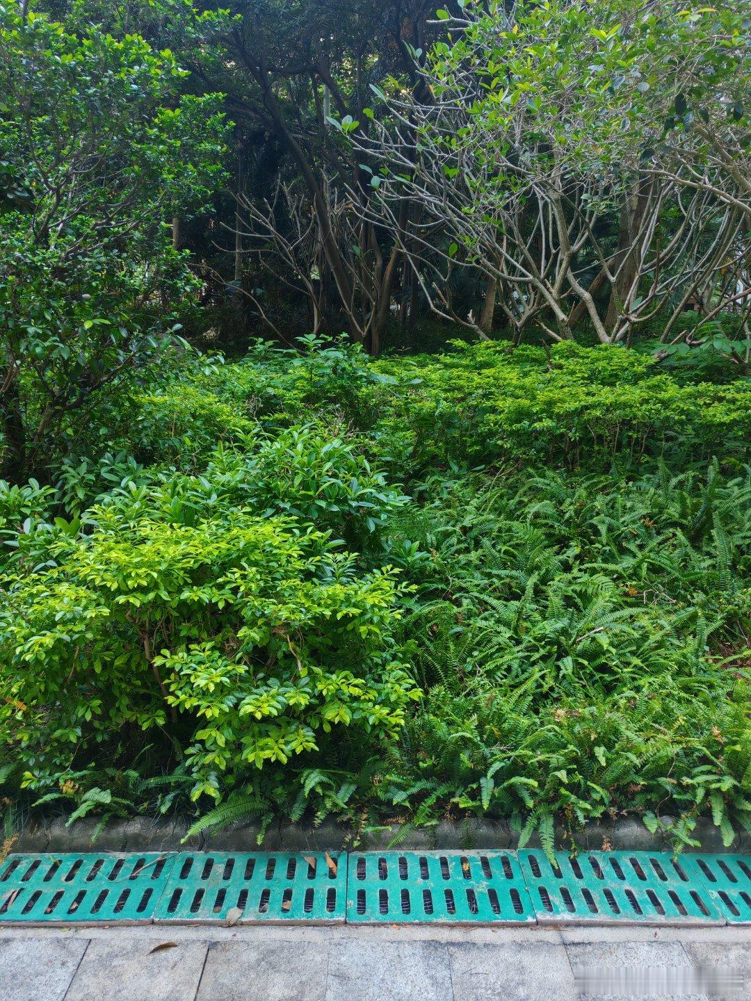 最近深圳天气不错，花园里很多人锻炼身体。