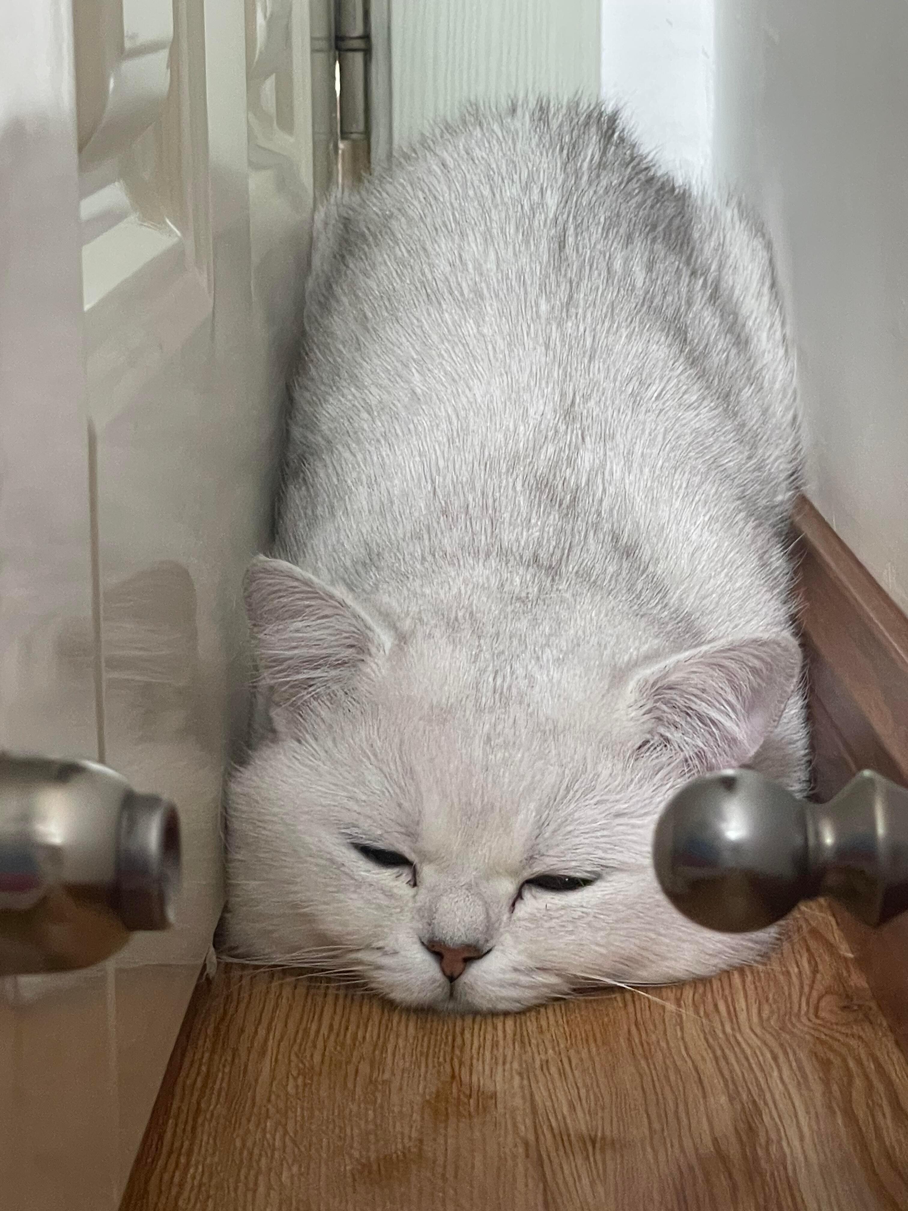 猫咪睡觉主打严丝合缝​​​