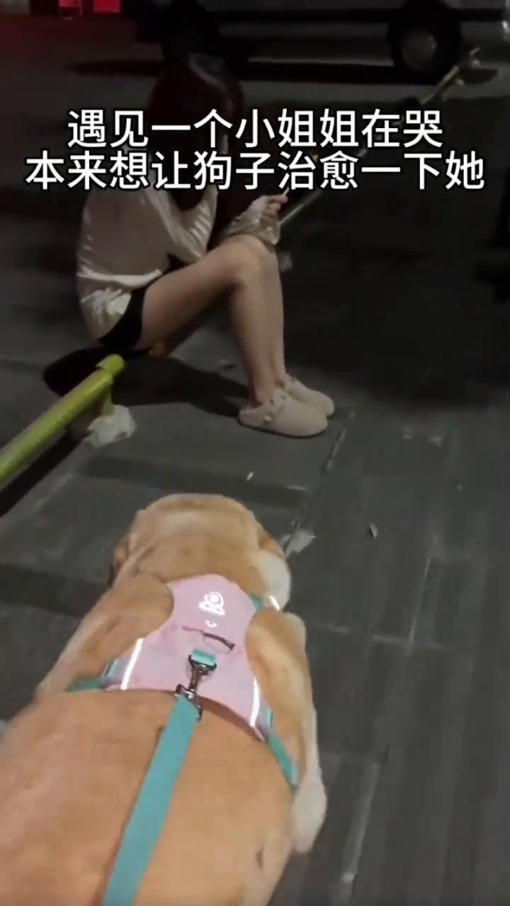 遇见一个小姐姐在哭，本来想让狗子治愈一下她。要摸一下吗？快跑。