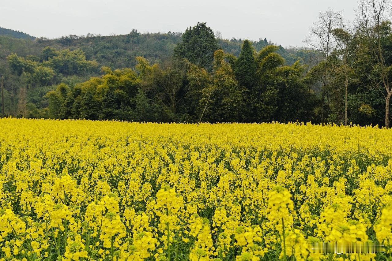 油菜花开满地黄，为啥产量就是上不去？花期这5个坑，很多人都踩了