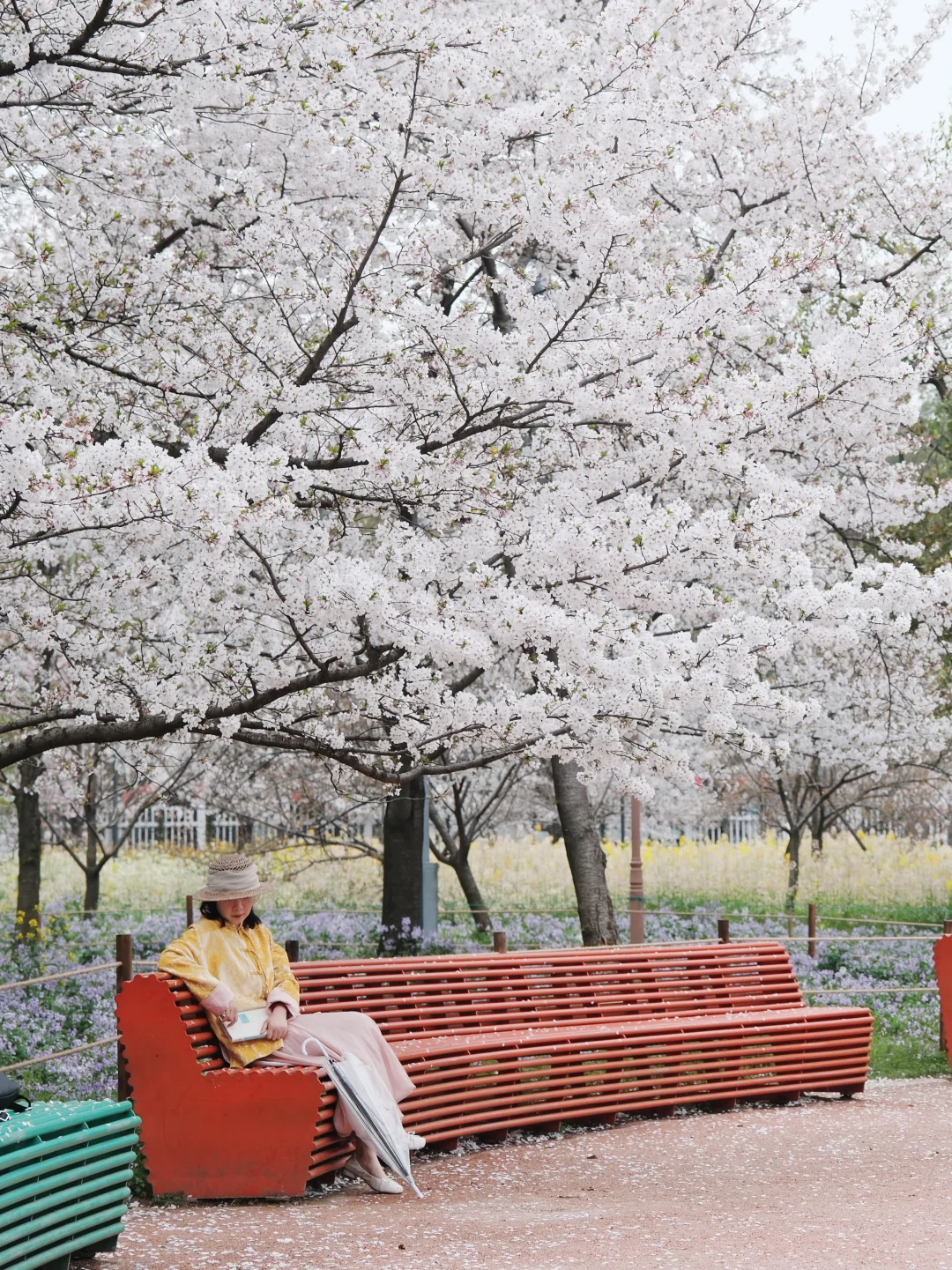 武汉也有自己的《贺花神》❗️武汉春夏追花合集