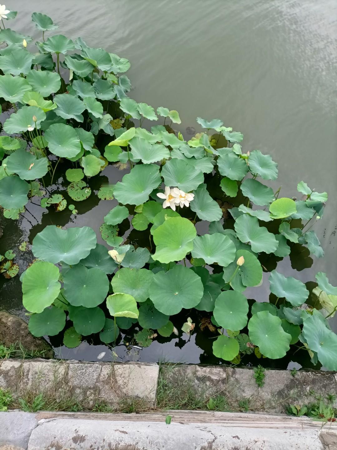 老滑头也有犟嘴的时候五代时的大臣冯道,历仕数朝,最后在后周时当上了太师。史