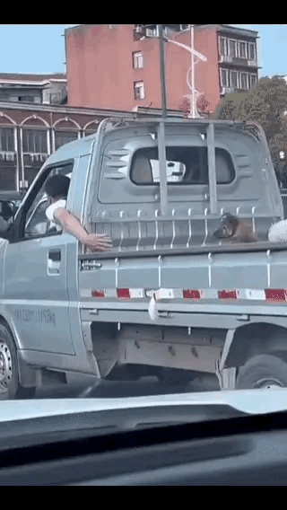 一男子开车等红灯，还不忘在后边的毛孩子。主人：毛孩子，你在不？狗狗：主人，我在的