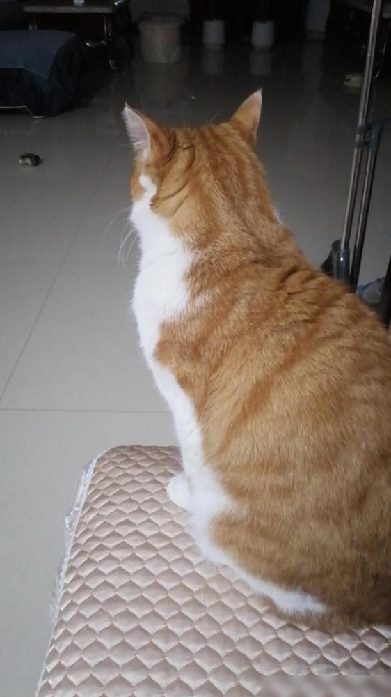 11月27日，也不知咋回事我给我家咪咪洗了澡后，突然它就吐粉红色的水，后我立马抱