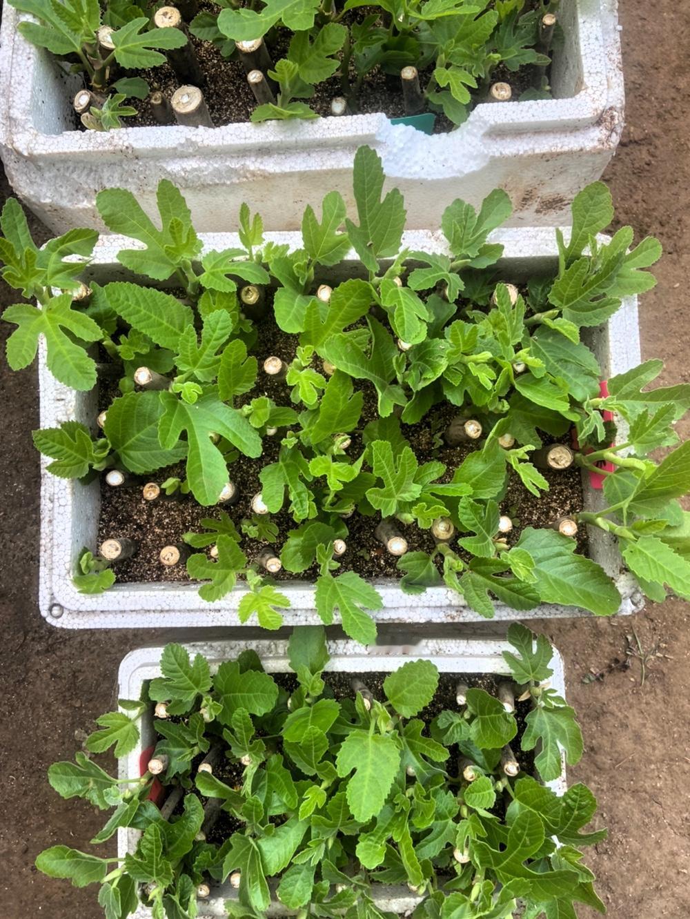 我正式喜提无花果种植大户身份啦！今天把200多棵9流米小苗全都种到地里。回想起刚