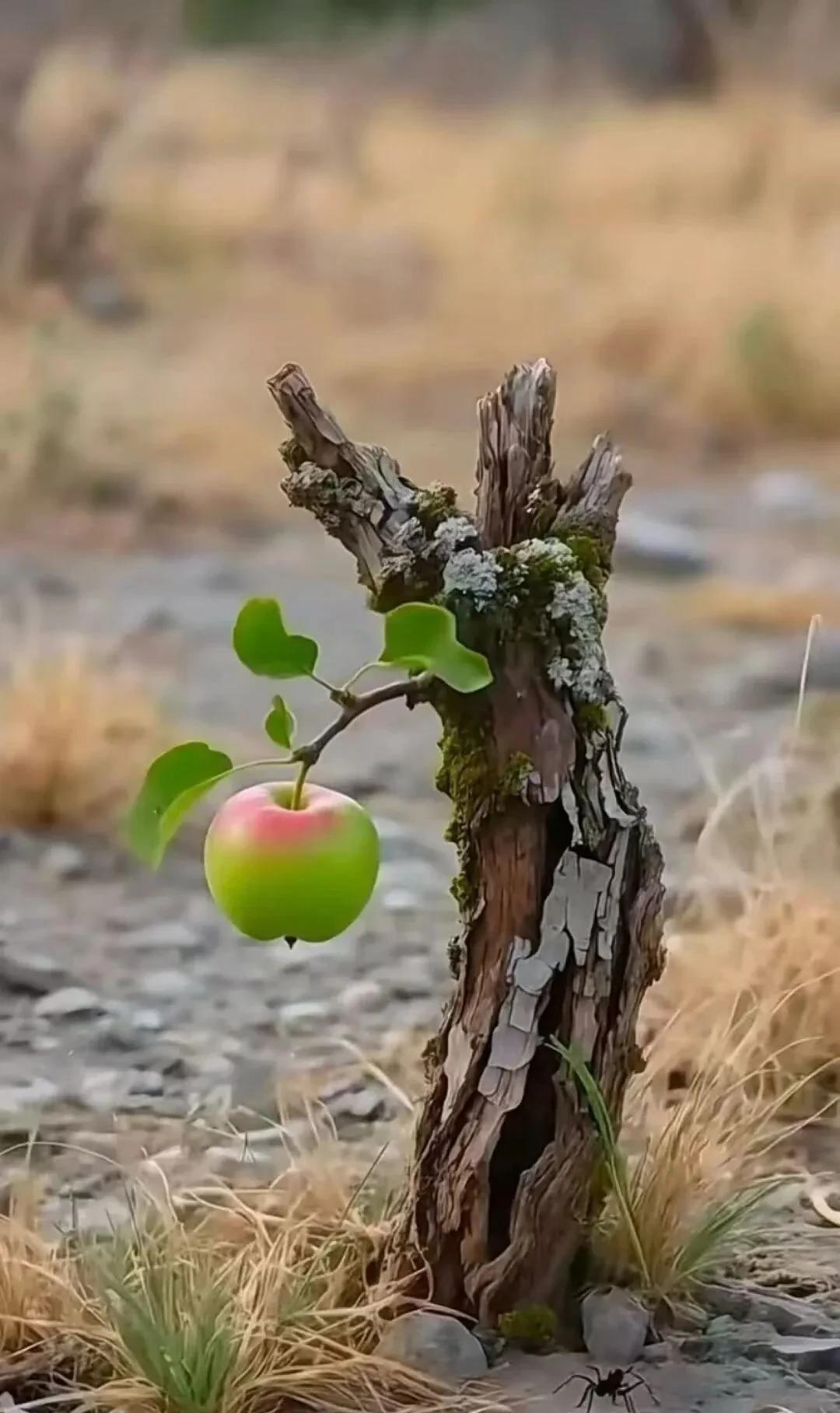 在单位，什么样的领导才是好领导，这四点缺一不可:1，会画饼更会分饼2，严格要