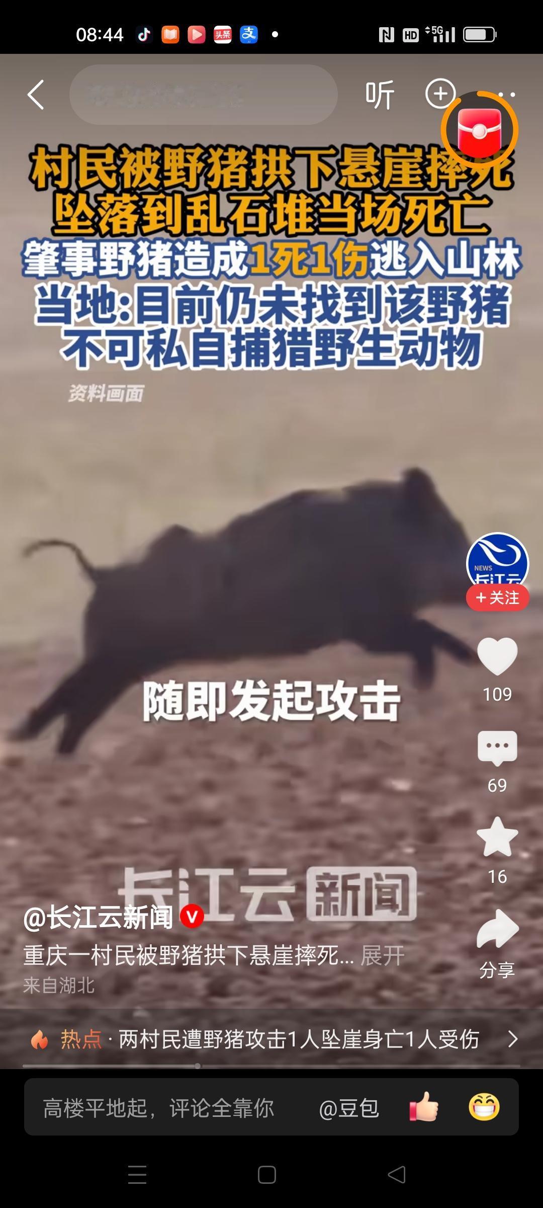 野猪还是国家保护动物吗？现在是越来越多了，重庆奉节一地野猪频繁破坏玉米地，当地