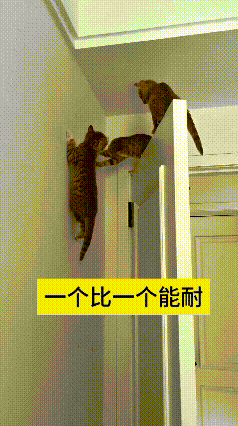 哎呀妈呀，这视频给我笑嘞直不起腰！看这仨小祖宗，一个比一个淘嘞没边儿！不是往墙上