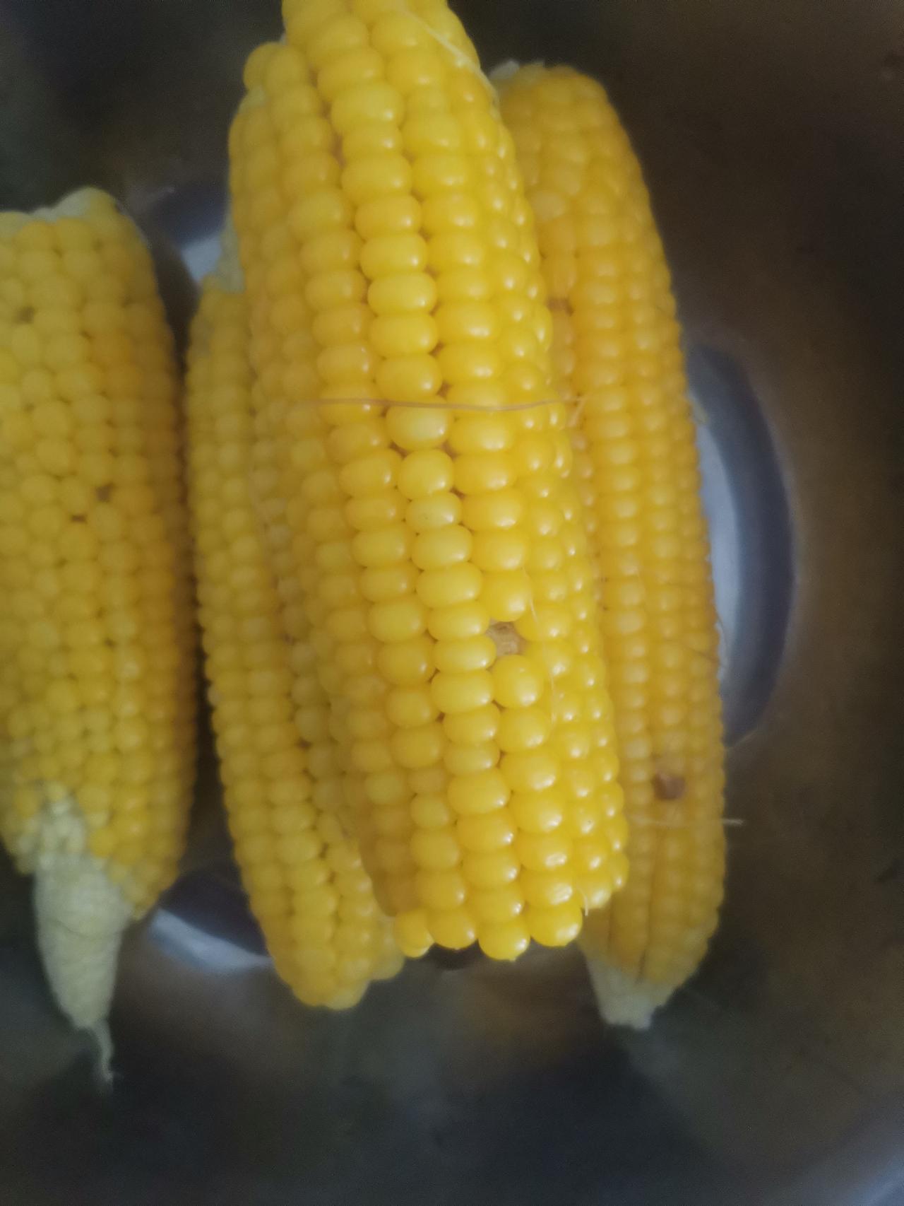 早晨起来，发现院子的凳子上放了三条苦瓜，这苦瓜看着就好吃，不过早晨我也不想炒菜，