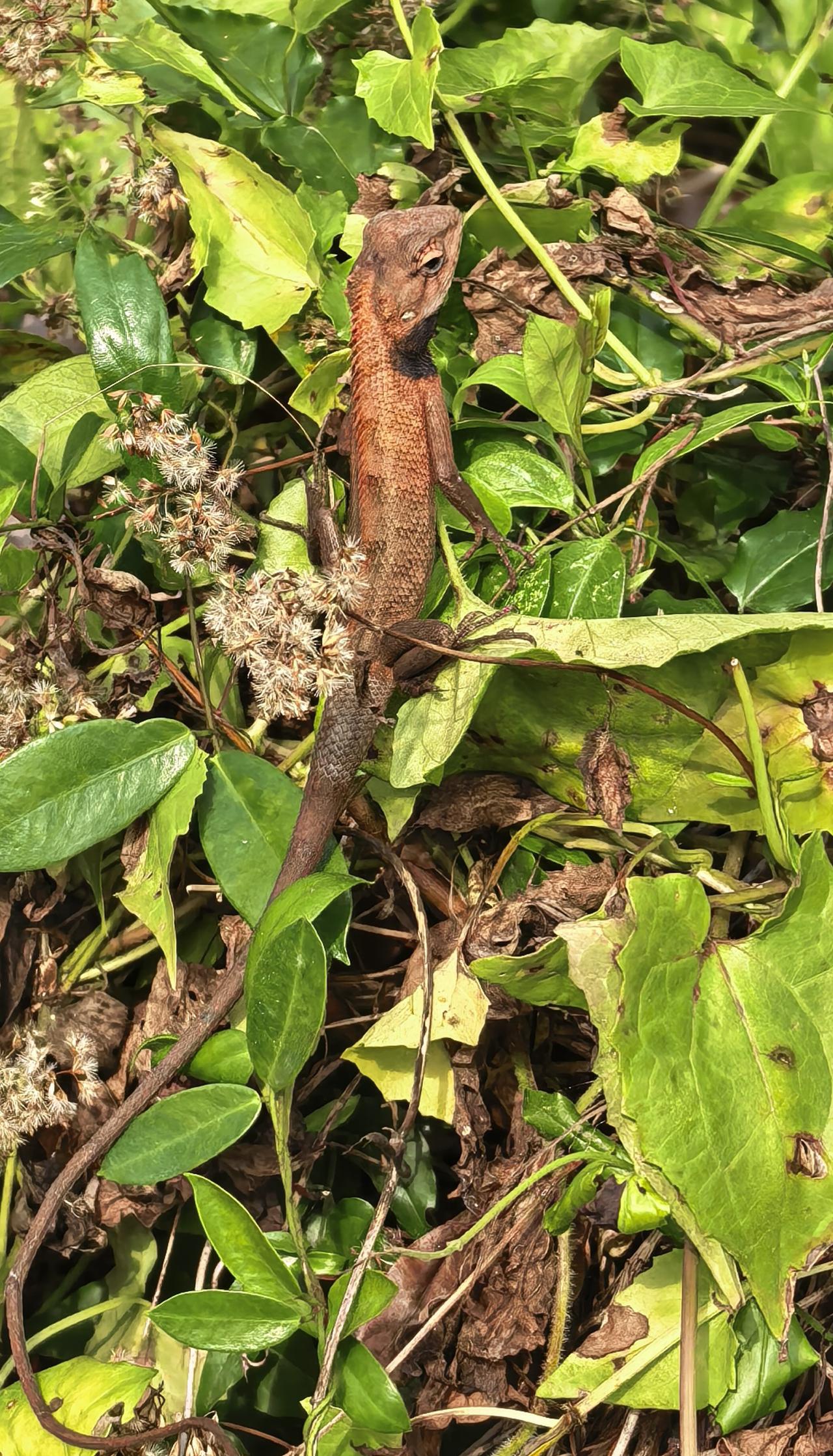 今天，在琼海官塘加南村林间看到了几只蜥蜴。有人说，小蜥蜴又是变色龙，会随着阳光