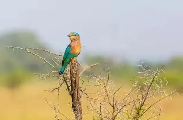 1942年，抗日战士们正在野外吃饭，许亨植将军突然看到不远处飞过来一只色泽鲜艳的