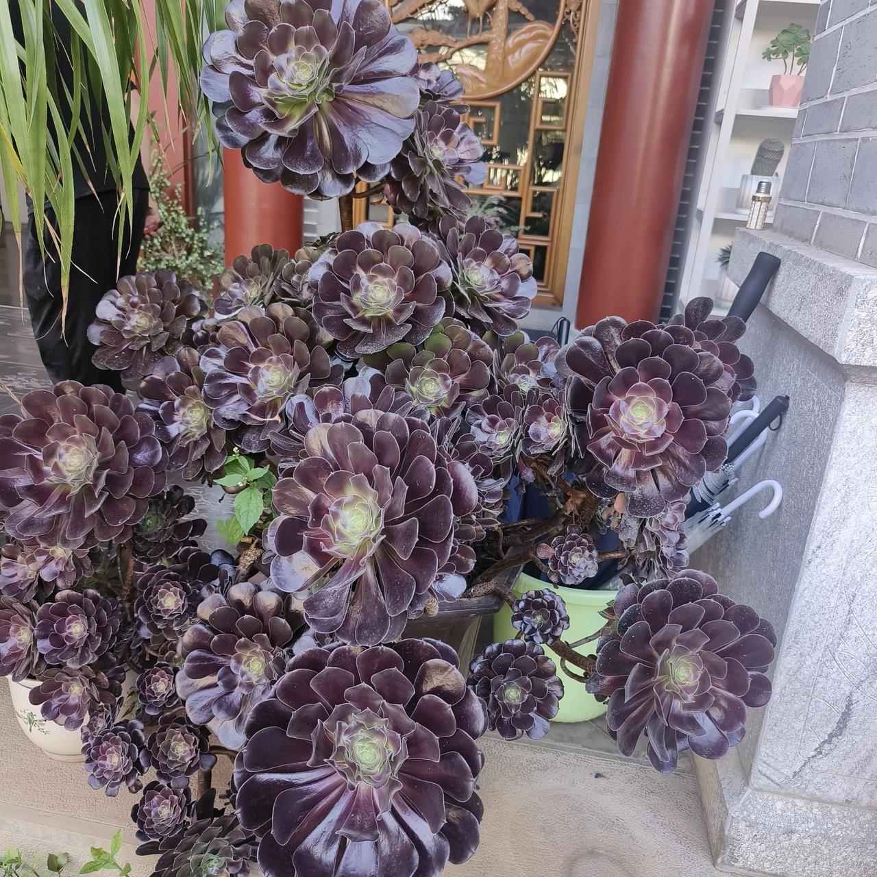 和婆婆住在一起，你最难以忍受的是什么？我婆婆脾气还算温和，在我家住了十几年了