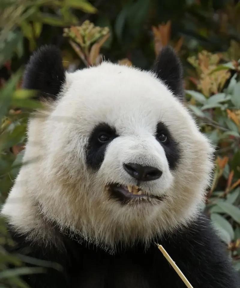 通过蒋雨融在哈佛大学毕业典礼上的演讲内容看到了新一代的留学生非常自信。前几十年