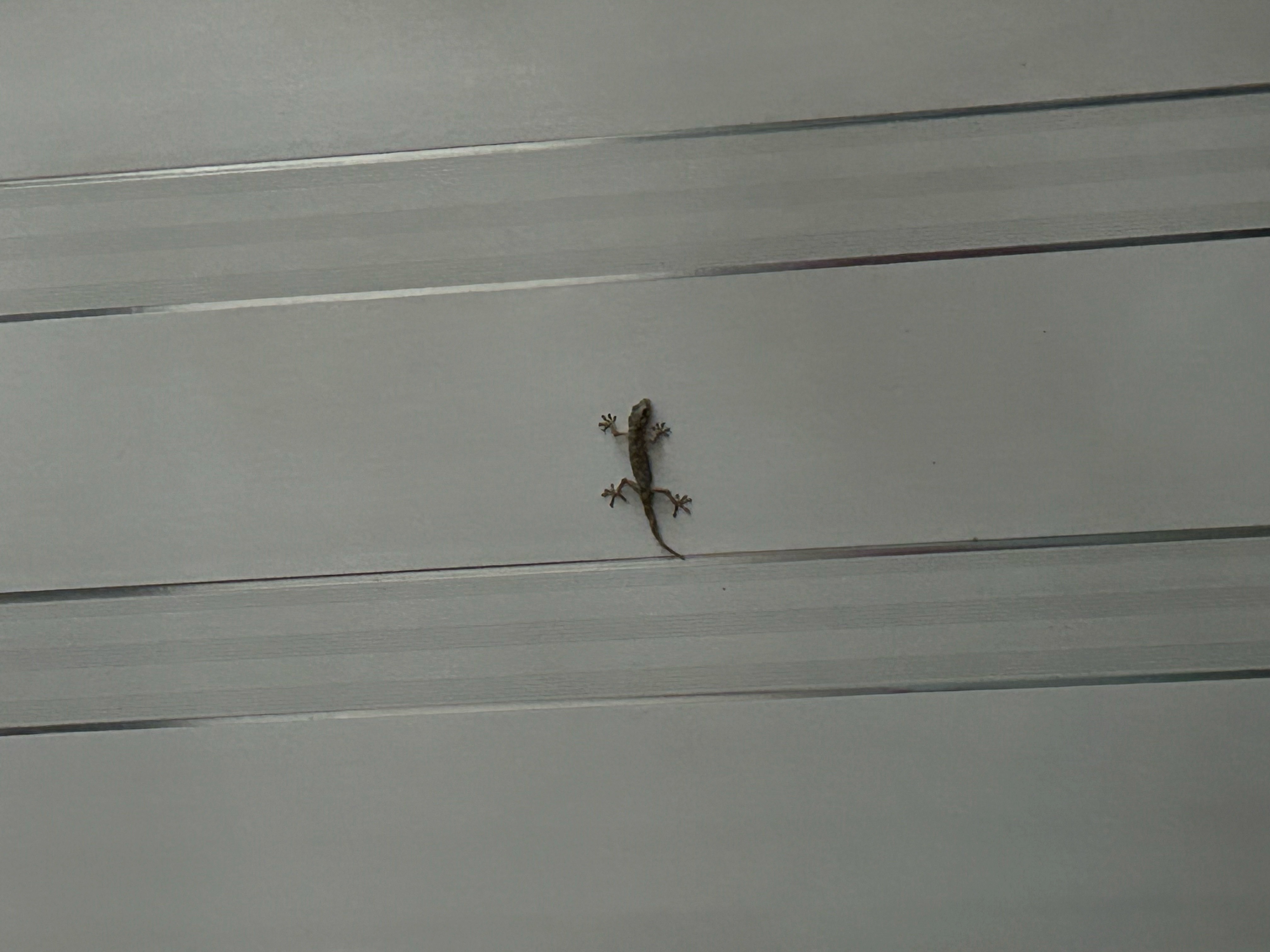 早上一睁眼，天花板就有个东西，吓人不，🦎就在我头顶