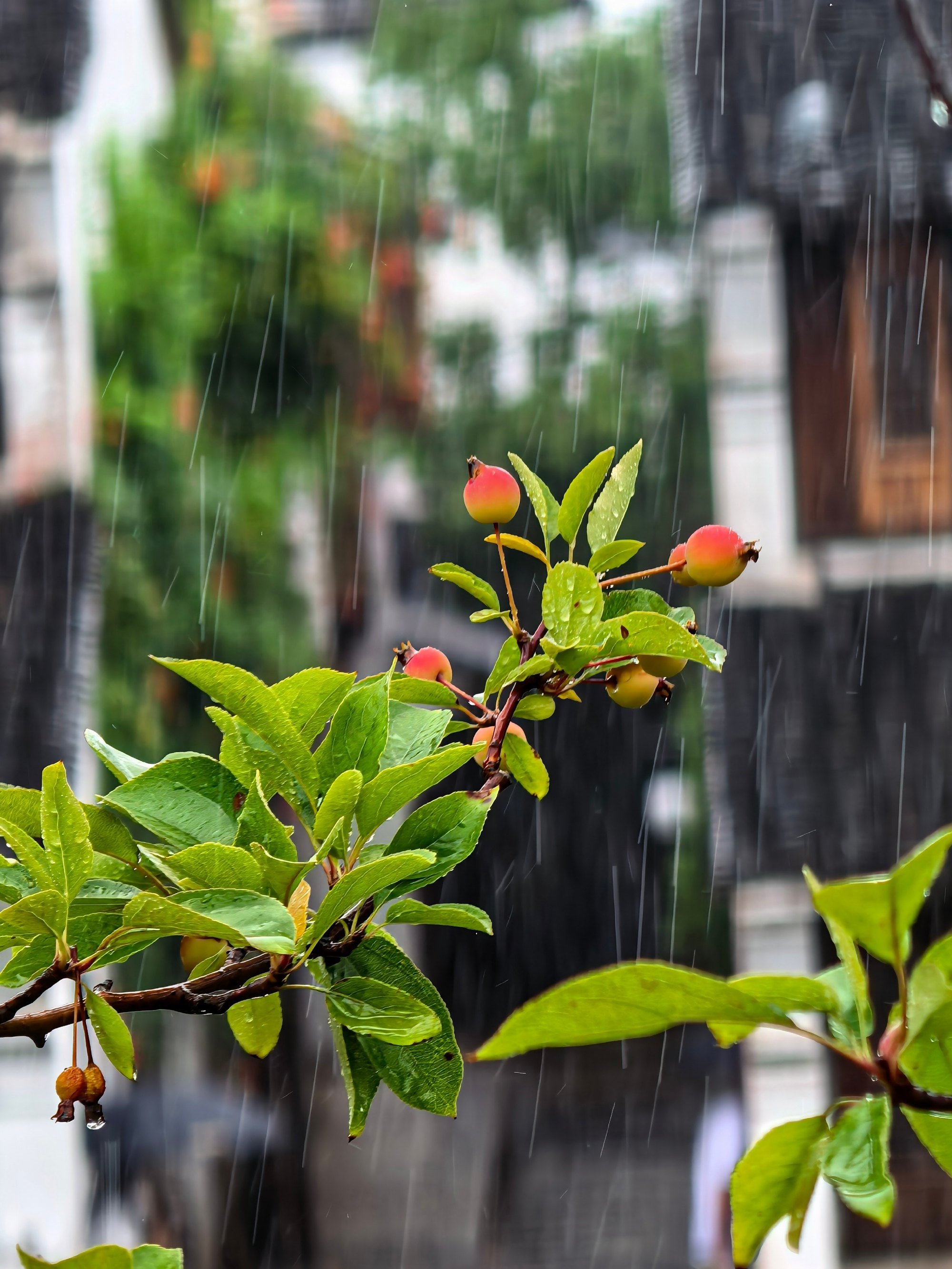 来自去线下的钻钻拍的濮院风景太美了吧江南烟雨的感觉