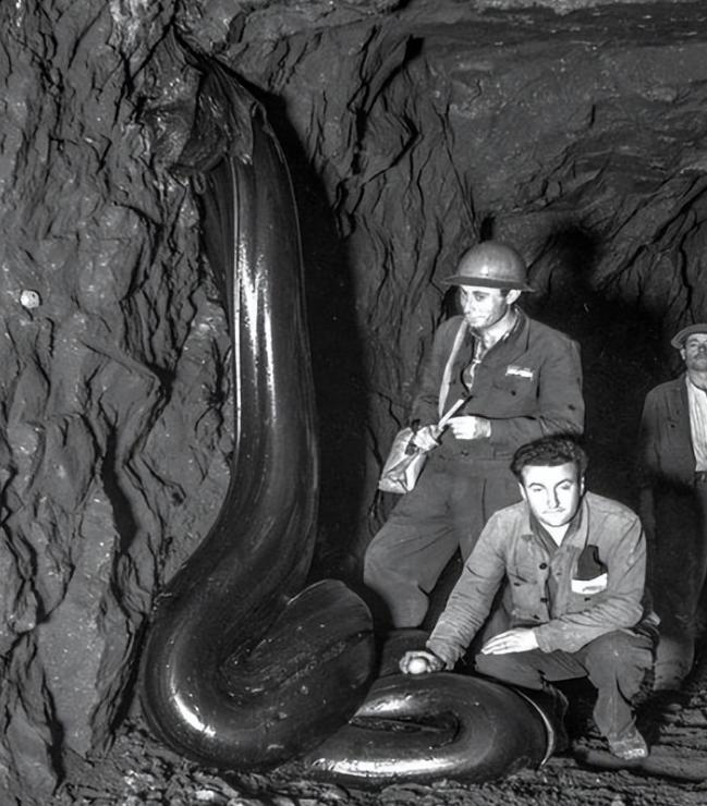 1965年，一位意大利工程师在墨西哥的沙漠中发现了一种奇怪的生物。这个发现本