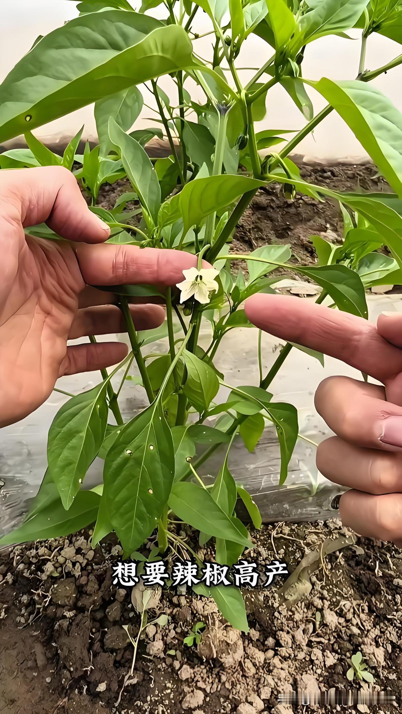 辣椒苗期管理三大禁忌，新手千万别做错种辣椒想要后期高产，苗期管理最关键，这