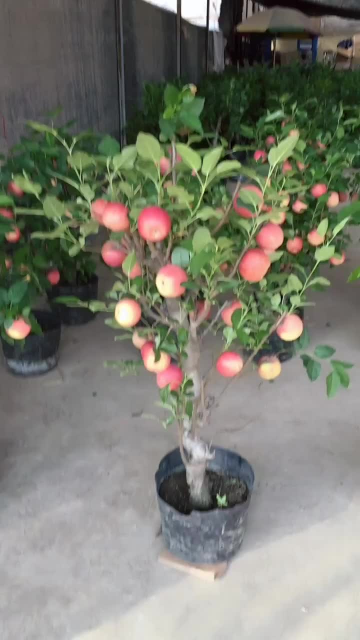 14104659411875941412.jpg?id=0