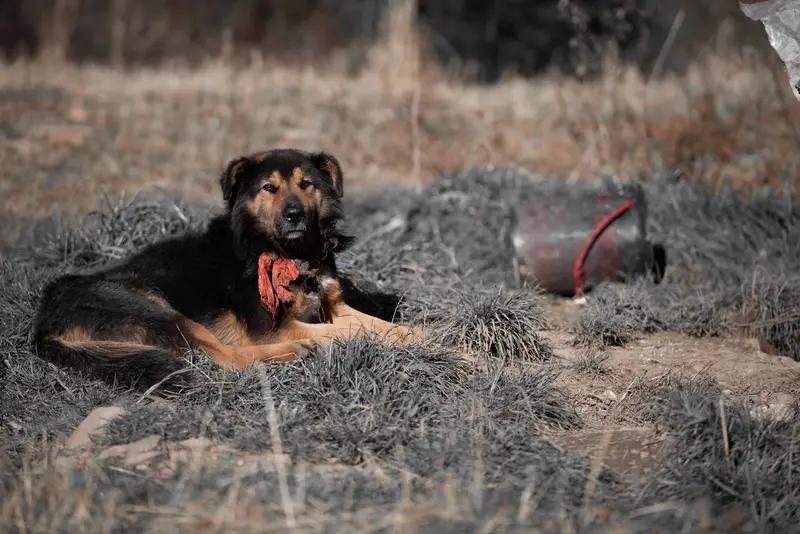 爱宠物的由此是猫狗！狗这动物，真是让人又爱又恨。它对主人那叫一个忠诚，就像影子一