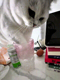一不留神，桌上的小猫就开始“霍霍”桌面了。它直接站在桌边，爪子往水杯里一蘸，蘸一