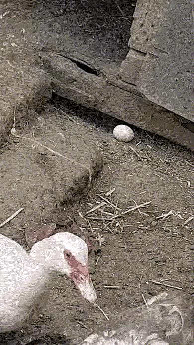 我说养了一年的鸭子咋不下蛋呢😡