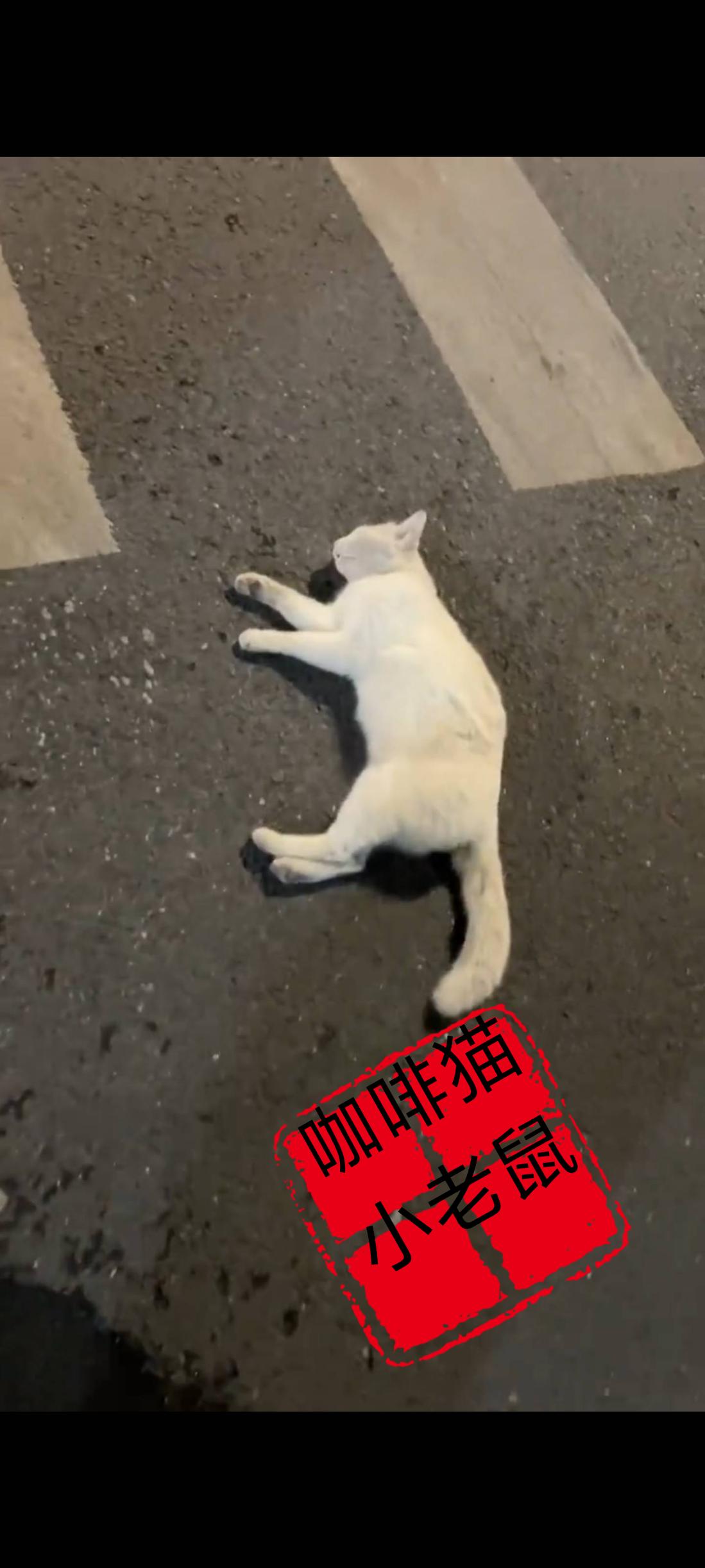 午夜时分一只流浪猫正在缓慢过马路，突然之间意外竟然直接就降临到了她的身上，这只原