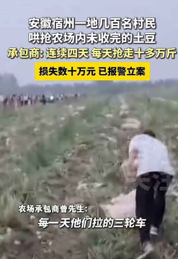 村民哄抢土豆事件，有疑问，现在已经不是大饥荒年代了，为什么还会出现这种那么乱的抢