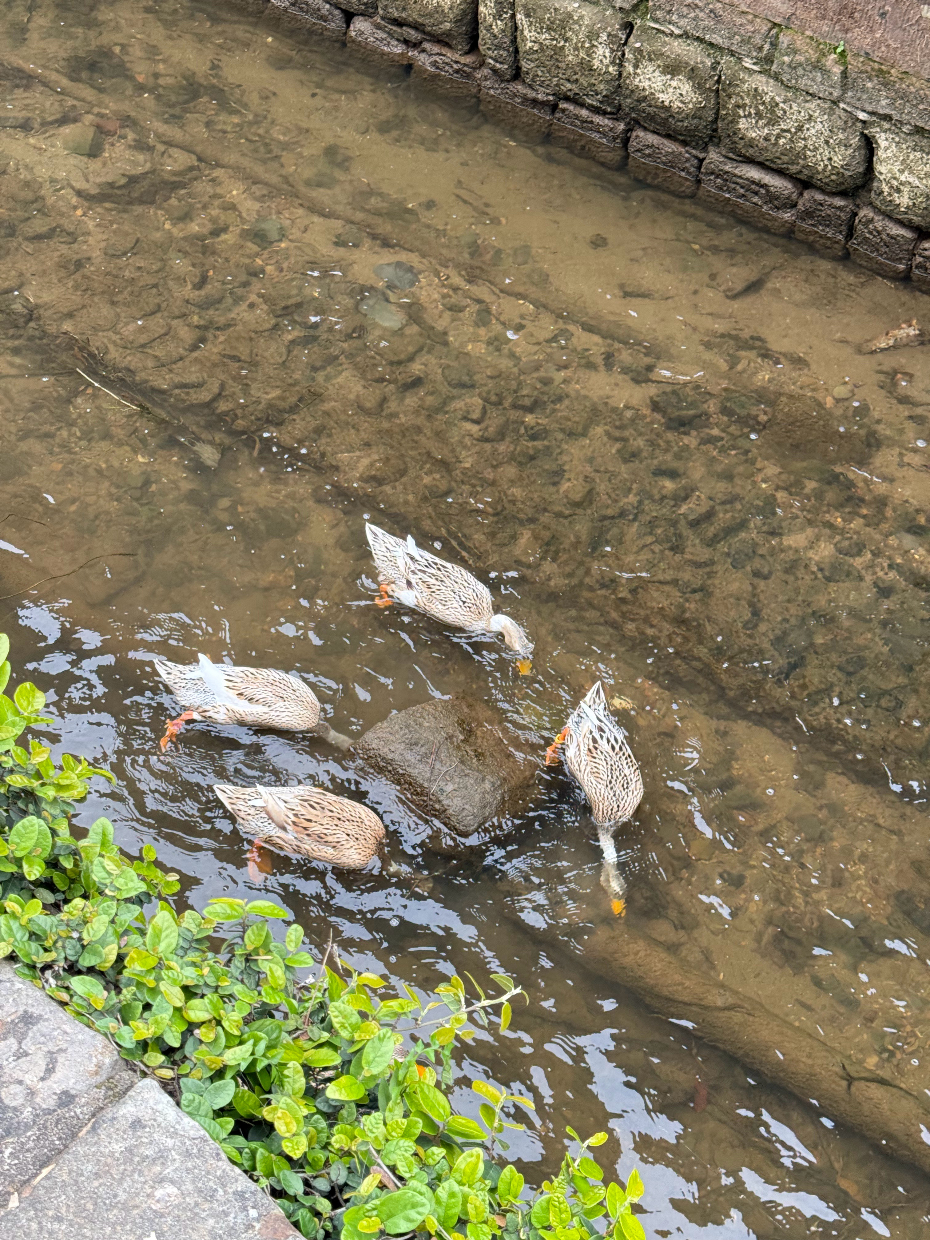 人生新体验，第一次尝试毛豆腐黄山