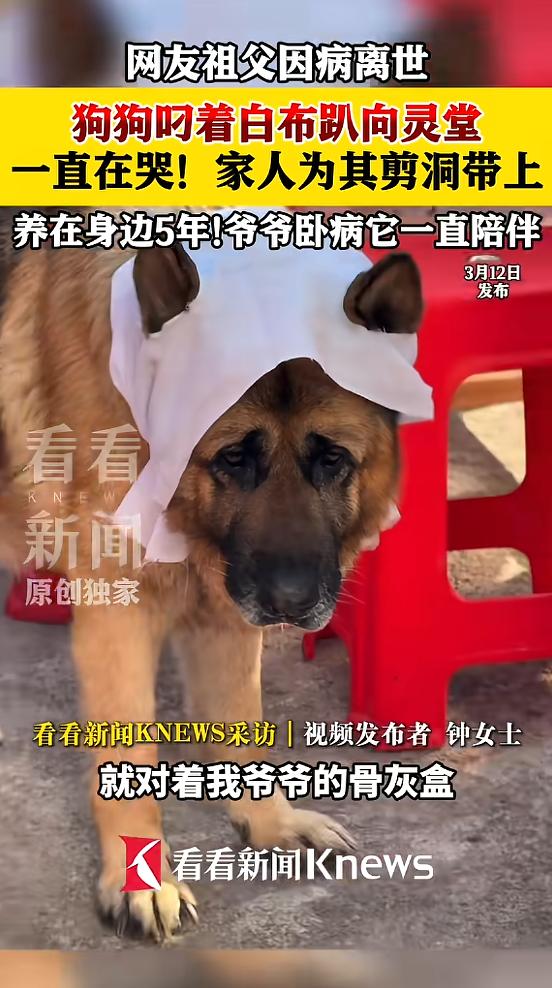 “太有灵性了！”近日，江西赣州，一老人家中养了条小狗，平日感情深厚，老人去世后