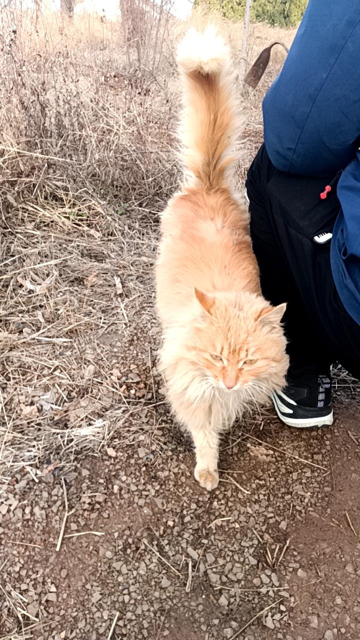 偶遇一只长毛橘猫爬山路上被一只大橘猫截胡了！一身蓬松的橘色长毛，尾巴像个大鸡