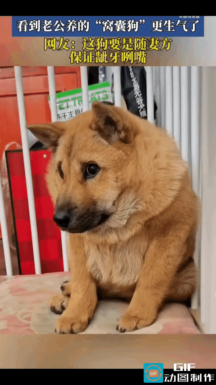 女子跟老公吵架后，看到老公养的狗狗，正夹着尾巴蹲在角落里，怯怯地望着自己。女子气