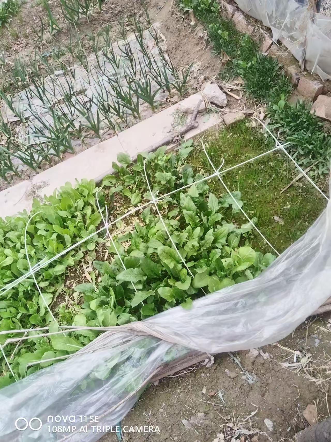 心疼死了，辛苦种植的小菜园没了！心疼人，辛苦种的菜不通知铲掉，可难受，我知道的，