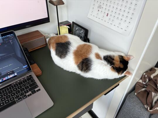 千万不要吵醒正在睡觉的猪咪
