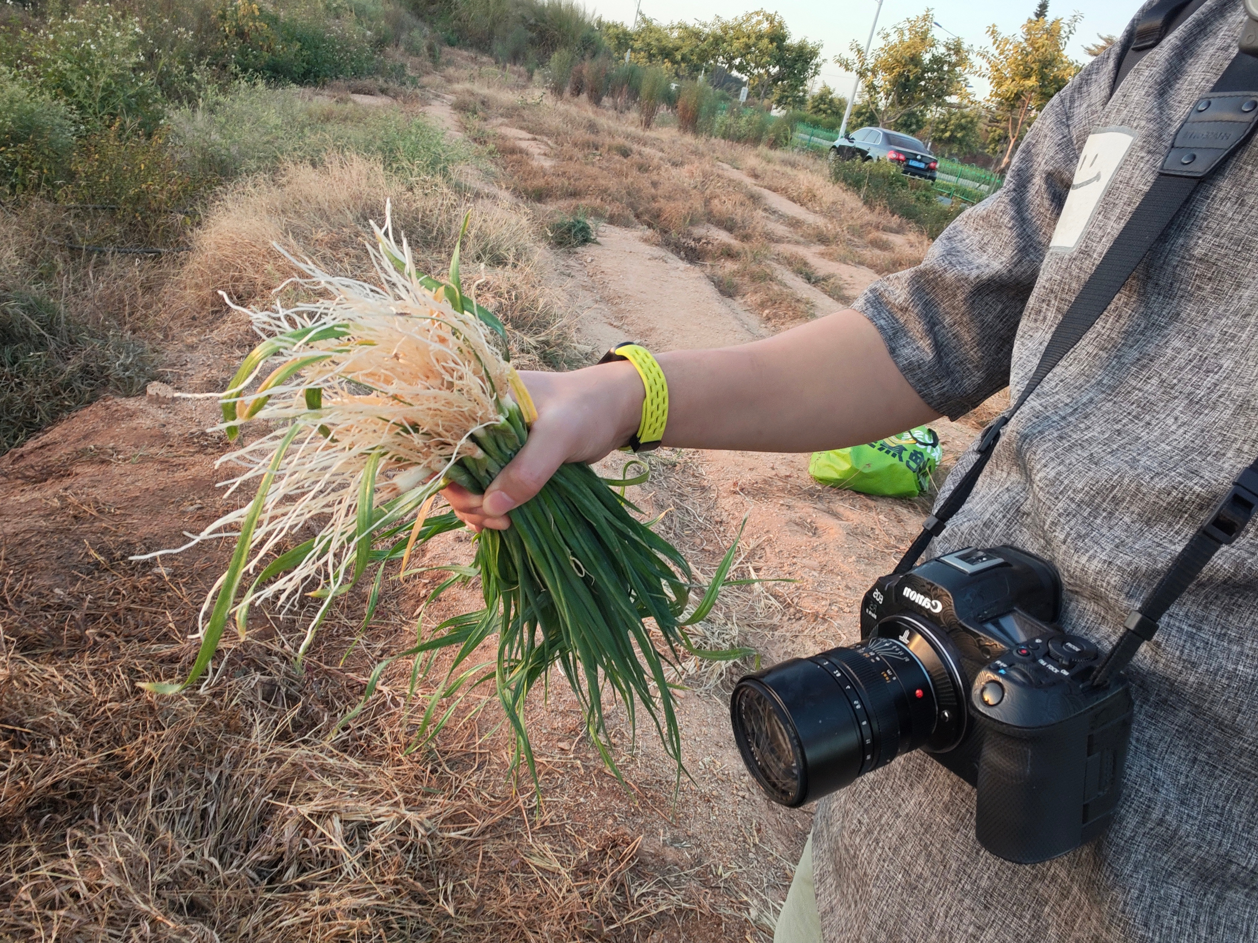 今天在路边随便拍摄呢，看到个田里面有老伯在那边采青菜和萝卜，我就上去问这个东西怎