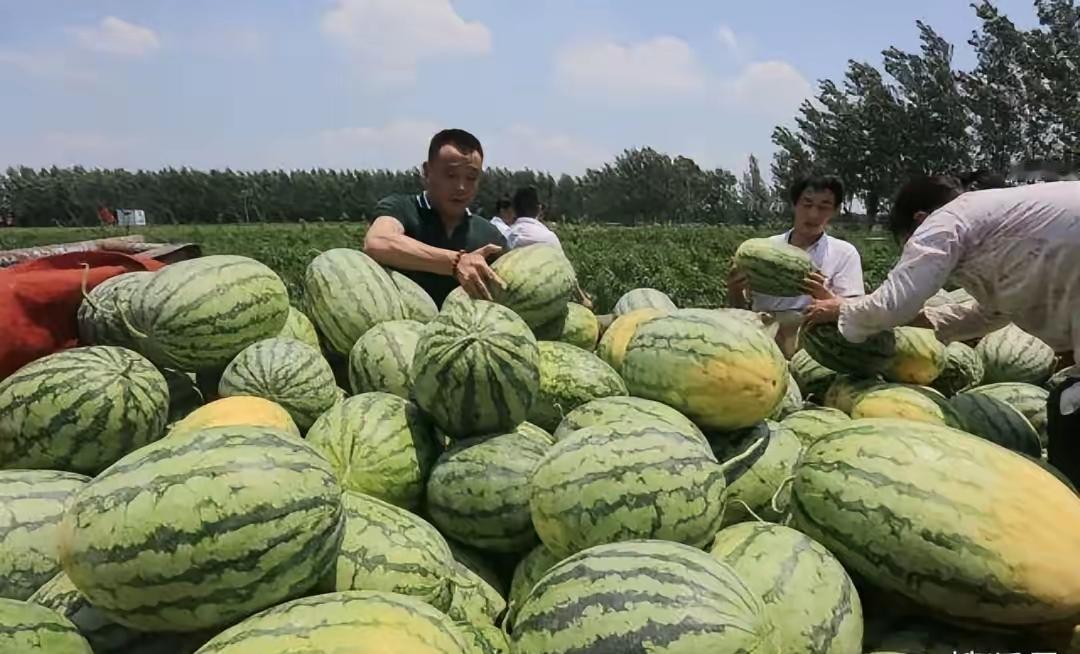 他花光积蓄收10万斤西瓜，转头白送！背后原因让所有人沉默！“这瓜，我不卖！”