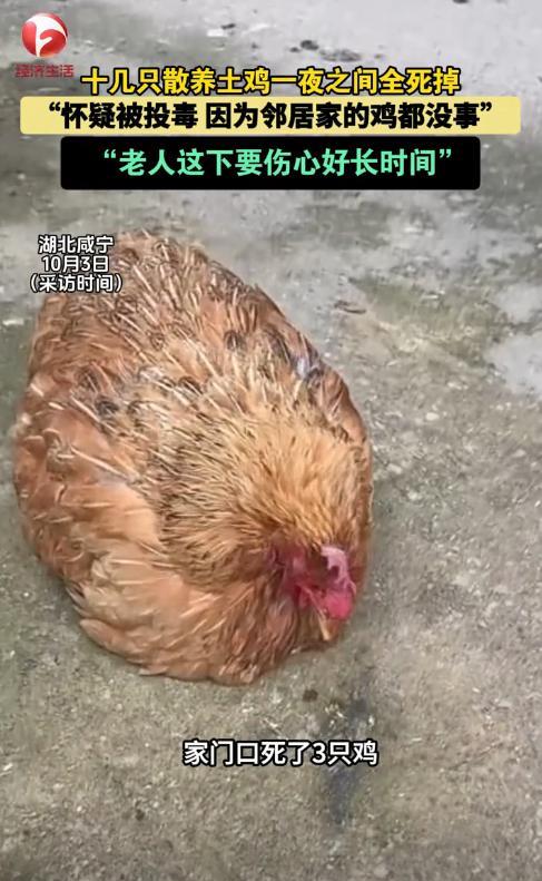 “解释不清了！”湖北咸宁，一女子回家时，发现门口有3只死鸡，而且全都口吐白沫，女