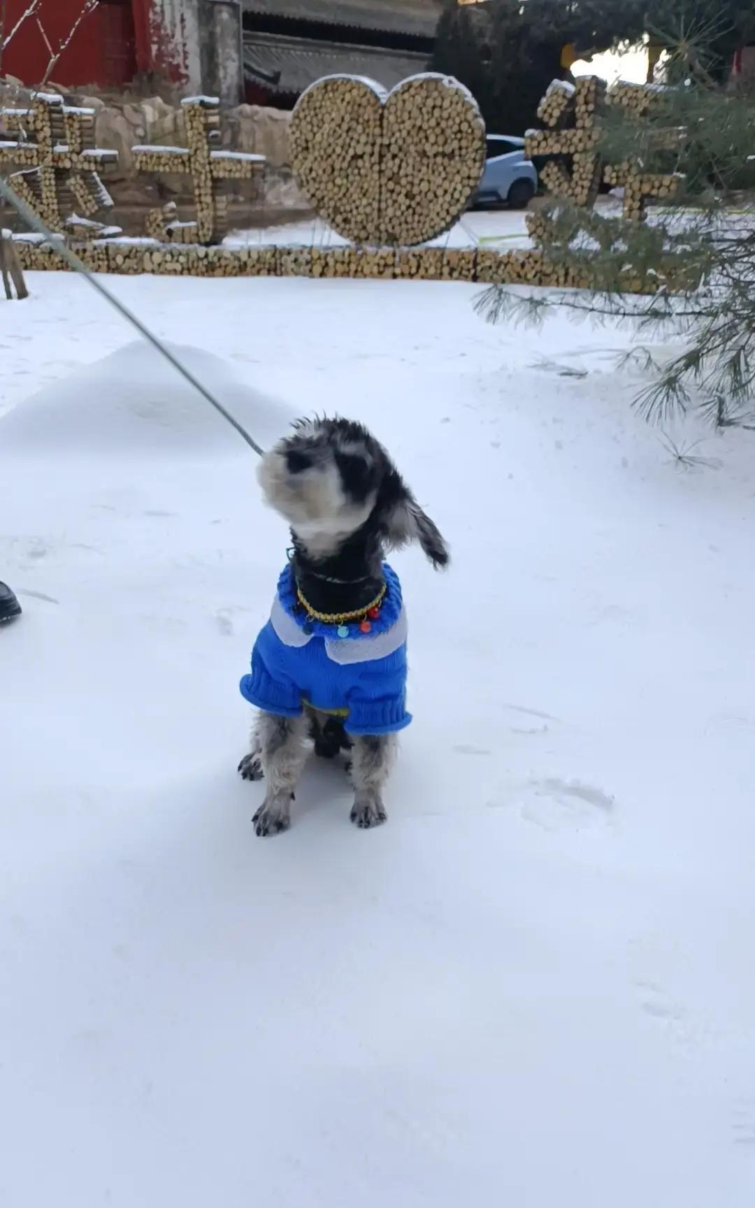 小区业主集体拒缴物业费，物业撑不下去直接撤了。一开始有人嫌垃圾清运慢、门禁坏了