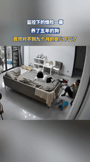 监控下的惊魂一幕：养了五年的狗，突然对九个月大的婴儿下口在一个看似平常的家