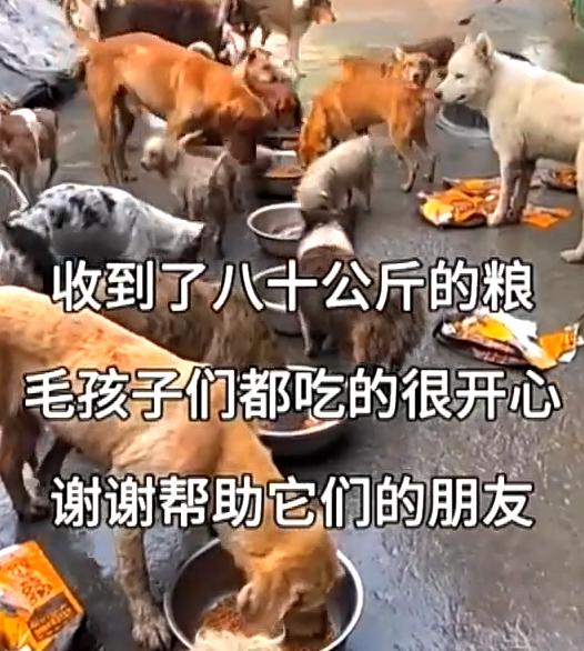 必须严惩！河南周口，女子深夜刷到流浪动物救助直播，心软下单5000元狗粮捐助困境