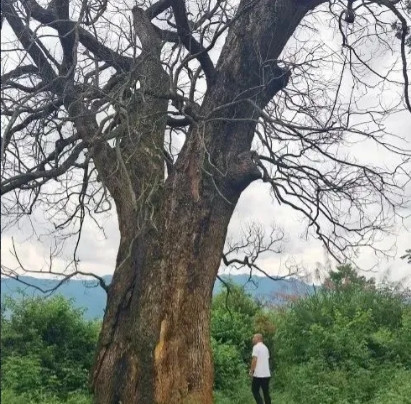 “纯属巧合？”江西赣州，一棵三四百年的古樟树突然枯死，巧合的是，同一时间，多个村